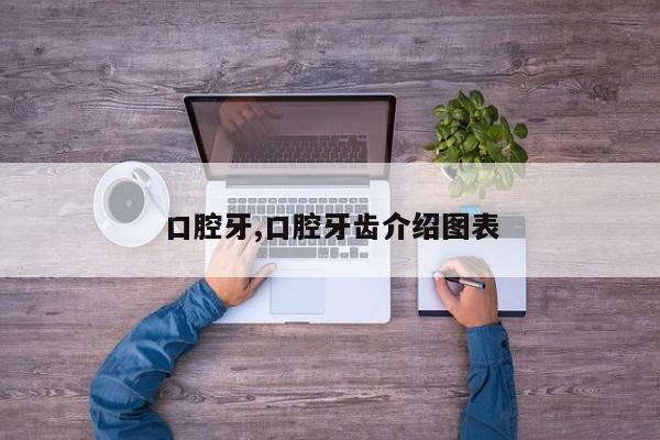 口腔牙,口腔牙齿介绍图表